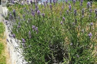 Majatalo Bodrogparti Vendégház Sárazsadány