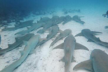 پانسیون Seena Inn