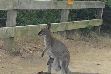 בית מלון כפרי Bryn Glas Farm Stay