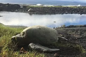 هتل Hilo Beach House Inn