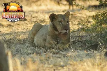پانسیون Room In Villa   Zambezi Family Lodge   Buffalo Room