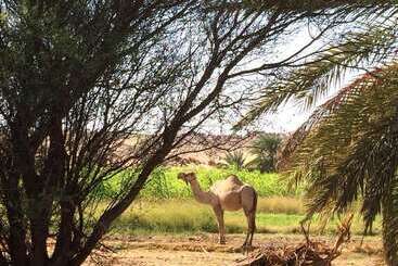 Qasr El Bagawat Eco Lodge