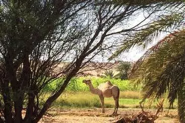 Qasr El Bagawat Eco Lodge