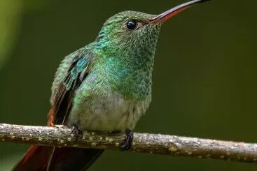 Hotelli La Ponderosa Beach & Jungle Resort