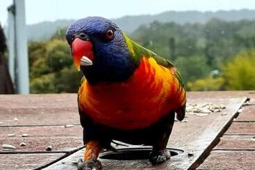 膳宿费 Healing Garden Bed & Breakfast Uluwatu