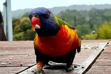 Pensione Healing Garden Bed & Breakfast   Uluwatu