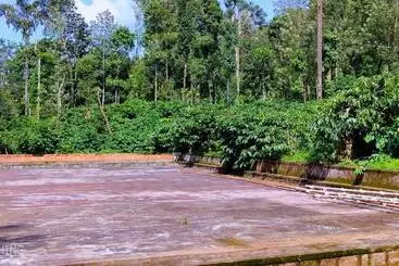 Coorg Divine Spark Home Stay