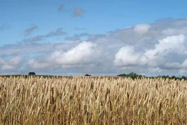 פנסיון Cosy Guesthouse In The Countryside, With Breakfast