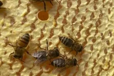 Aamiaismajoitus (B&B) La Ruche