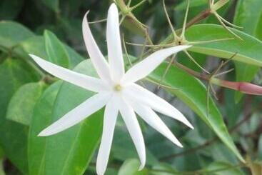 酒店 Jasmine Garden Inn