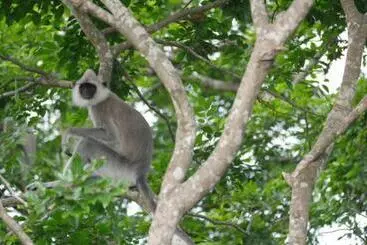 Aamiaismajoitus (B&B) Share Safari Paradise