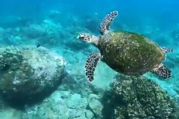 تختخواب و صبحانه Leona Guest Inn