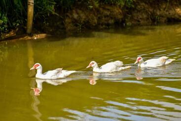 בית מלון כפרי Fazenda Oásis