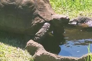 ペンション Woodpecker Bachelor Cottage