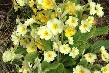 Bed and Breakfast Lisnafillan Lodge