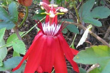 ホテル Three Monkeys