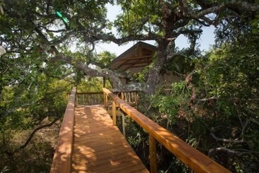 Hotel Lion Tree Top Lodge