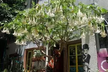 تختخواب و صبحانه Art Hostel Casa Chaman