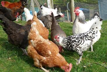 L'abri Bed And Breakfast