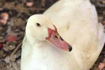 Pump Hill Farm Cottages