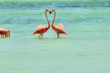 پانسیون Wayak