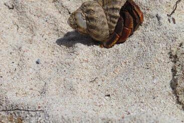 هتل آپارتمان Les Jardins Des Balisiers