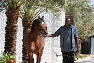 واحة القدية القسم النجدي