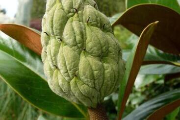Bed & Breakfast Magnolia Petal