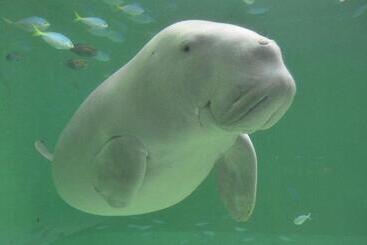 ריוקאן Ryoso Uminocho