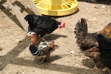 Nocleg ze śniadaniem Tenuta Donna Caterina