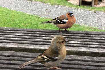 مبيت وإفطار Exmoor House