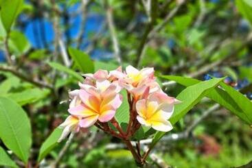 Jasmin Resort Sha Plus