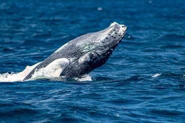 استراحتگاه Paradiso Del Caribe