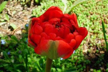 Отель Flora Apartman