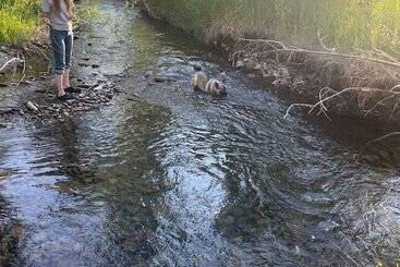 فندق Antlers On The Creek Bed & Breakfast
