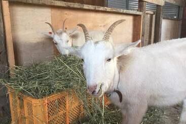 Pansiyon Gufo No Mori Kamifurano