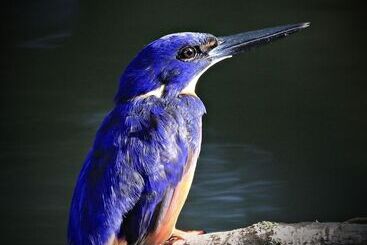 דירות לתיירים Egrets Rest