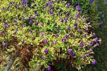 Отель Pousada Samambaia