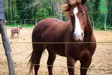 ホテル Borgo Villa Certano   Case Vacanza In Toscana