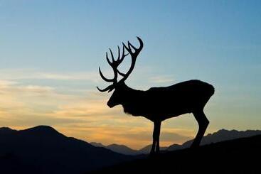 פנסיון Haus Treffer