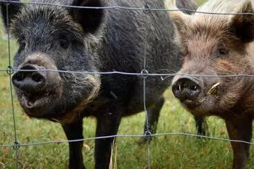 Hotel Diamond Forest Farm Stay