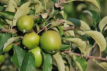 ホテル Agriturismo Corte Morandini