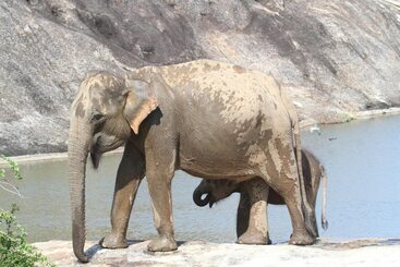 هتل The Campers Lodge Yala