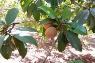 Pensió Vidya Konkan Agro Tourism