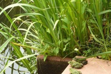 Gasthaus Pension Zum Brandweiher