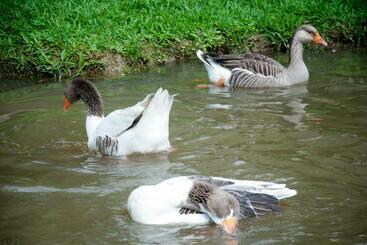 בית מלון כפרי Chácara Pimentão Vermelho