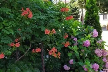 پانسیون Guest House Pansion 10