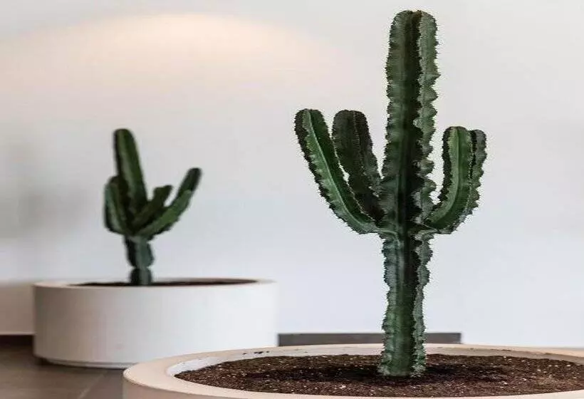 Ferrer Concord Hotel & Spa