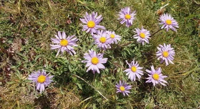 Отель De Montaña Uson