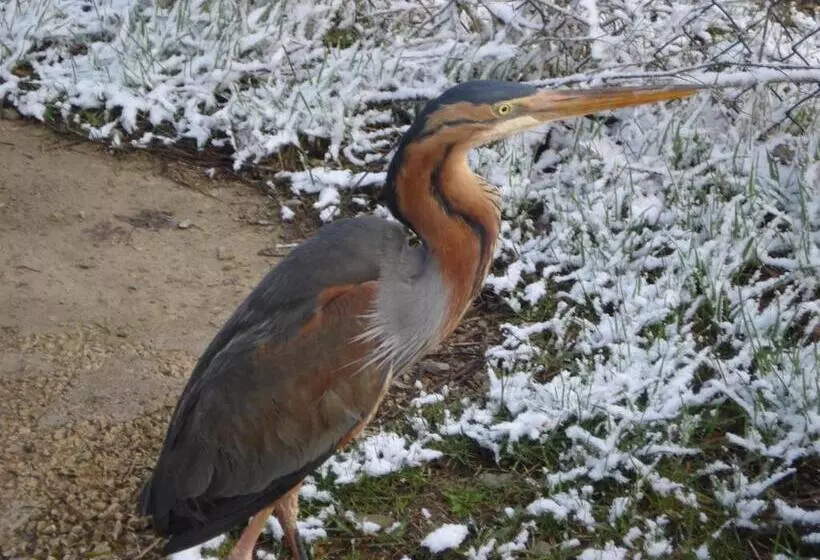 Отель De Montaña Uson